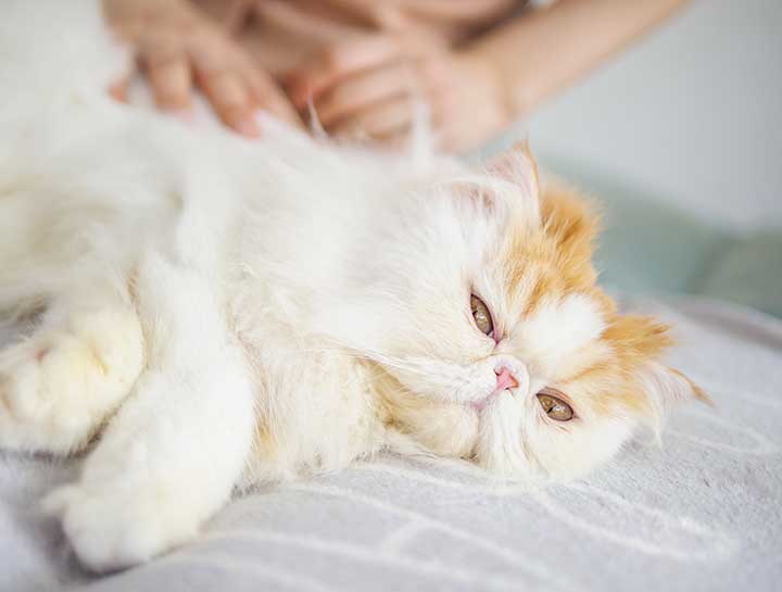Preventive Care for Cats