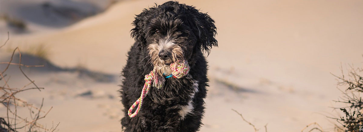 sanford veterinary clinic