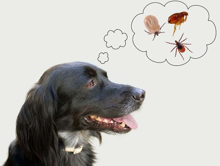 Dog Parasite Prevention - Fleas & Ticks!