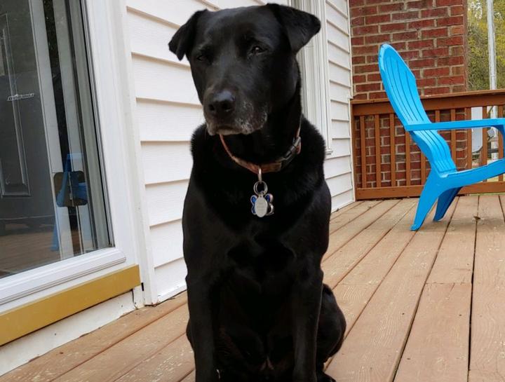 September Employee Pet of the Month