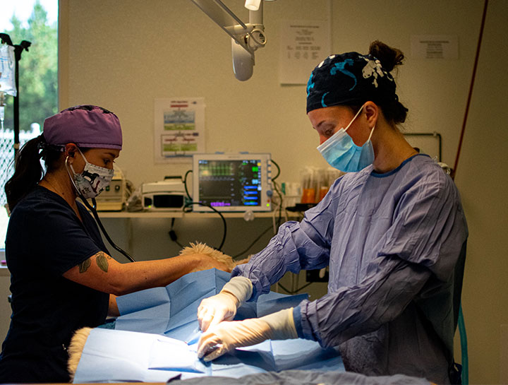 Soft Tissue Surgery Veterinary Surgeons