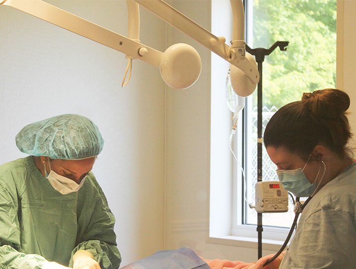 $City Veterinary Surgeries